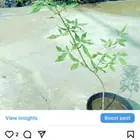 اشجار مختلف الأنواع وفسائل نخل للبيع