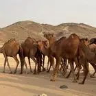 ابل نياق سواحل(( تم البيع ))
