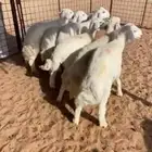 بهم حري للبيع المذنب