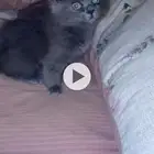 قط شيرازي للبيع العمر شهرين بصحه جيده