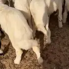 بهم حري فأخر