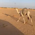 قعود غرنوقي طيب جده غياث بعير ابن عويفي وامه غييثيه طيبه