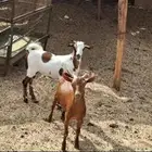 تيوس جنوبيه ع الشرط بلدي متوفر تابي وتمارا