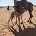 خلفة ساحليه