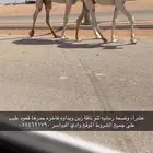 عشرا وضحا فاخره تحتها قعود