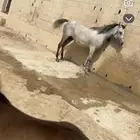 فرس واهو العمر 5 سنوات