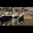 ضان متابيع ودفيع حشيد