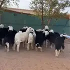 ذبايح نجد