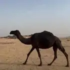 ناقة خفوت مبيوع حواره قبل شهر