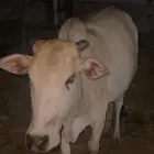 بقر