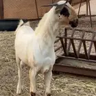 تيس بيشي صنف