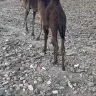 خلفه البيع هديه