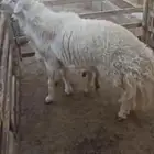 للبيع خرفان فحول