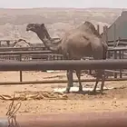 صفرا كفو