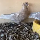 جوز قنادي