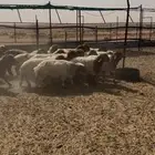 للبيع طليان نعيم