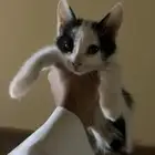 هره للتبني