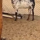 جفره بيشيه صنف
