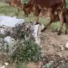بقر بلدي