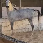 فرس شعبيه شيخه
