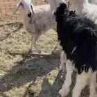 غنم العدد 6 نجديه متبع وخمس معلم وحده بين دفاعها