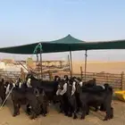 معزا عوارض طيبه بفحولها