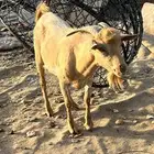 تيس فحل جيزاني للبيع