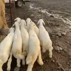 طليان للبيع