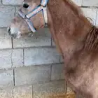 مهره شعبيه شيخه