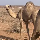 قعود ولد سياف شايح امه بنت شاهين الجهراء
