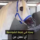 أيواء وعسف خيل ( الدوادمي )