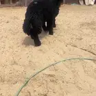 خرفان هرافي طييه