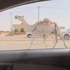 عشرا ضروبه ضريبه طيبه طفاح ورقاق