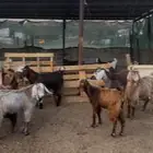 تيوس جبره ومقفله شحم ومخصاء اللبيع تفريد وجمله