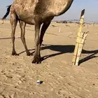 لقحه ثنو كفو