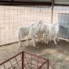ارخال للبيع - تم البيع