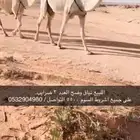 نياق وضح