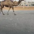 خفوت مسحوبه حوارتها على بعير ابن عشوان