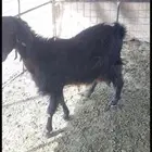 معزا مضاريع