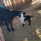 عنز عارضيه والد