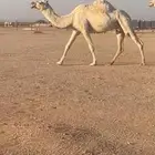 لقحه طيبه