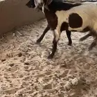 معزاء توه مثنيات مغلقات شحم ويمكن دفيع