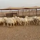 حريات مراح واحد العدد 31 تحت 6