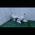 طبتين صنعاني ابيض صك