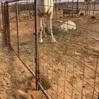 عشراء تحتها قعود سديس