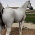 فرس شعبية