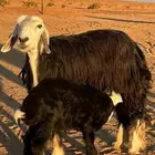 للبيع شياه نجد متابيع