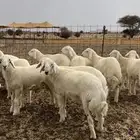طليان فل شحم