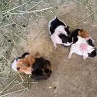 وبران بلدي و أمريكي