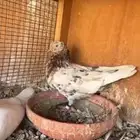 للبيع جوز حمام قلابي إنقليزي بلو الموند